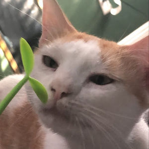 Meet your Posher, Yooexe